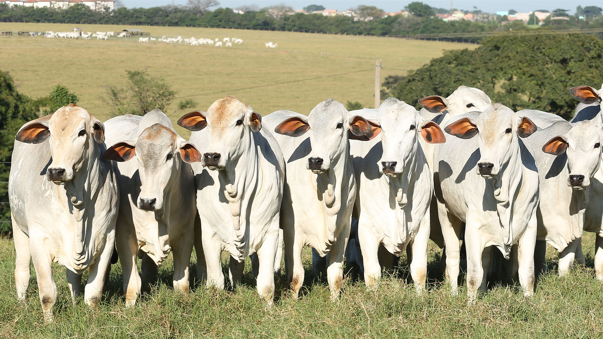 novilhas site.jpg